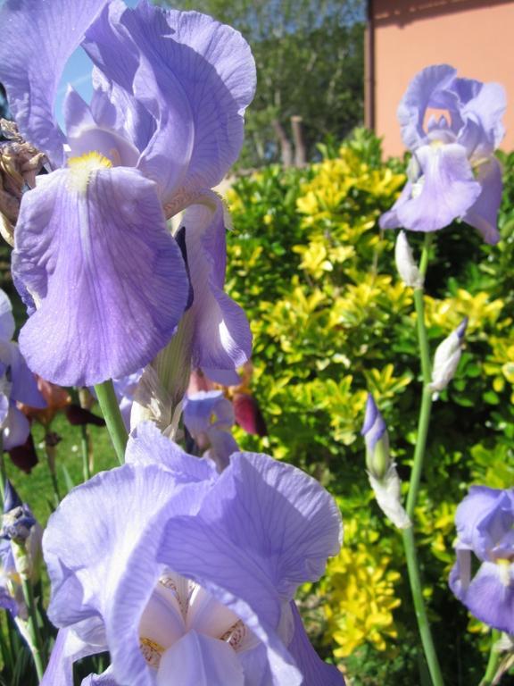Bed and breakfast Il Casale Dell'ara Delle Rose